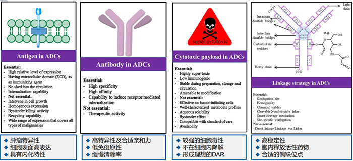 ADC药物各组分成药性的主要考虑要点.jpg