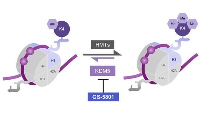 GS-5801是一种有效的KDM5抑制剂，具有抗HBV活性，GS-5801通过欧宝体育app
合成