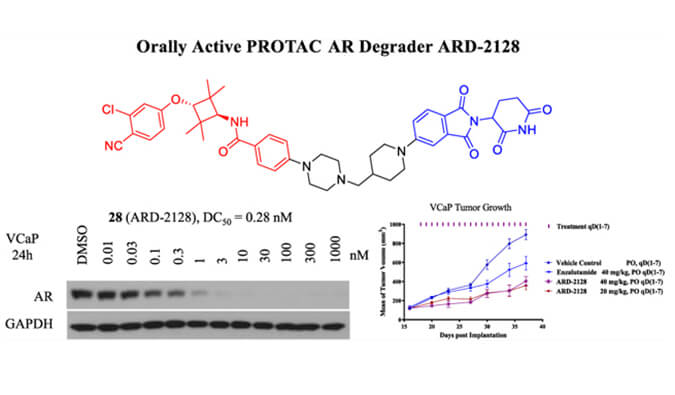 ARD-2128是一种PROTAC AR降解剂，具有出色的血浆和微粒体稳定性，体外稳定性和PK研究通过欧宝体育app
进行