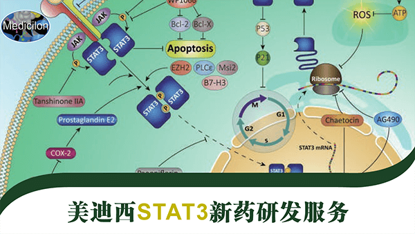 STAT3药物靶点研发欧宝体育app
.png